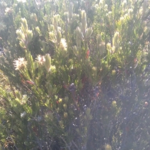 Callistemon pityoides at Wilsons Valley, NSW - 25 Feb 2023