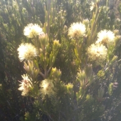 Callistemon pityoides at Wilsons Valley, NSW - 25 Feb 2023