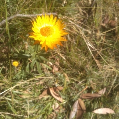 Xerochrysum subundulatum (Alpine Everlasting) at Wilsons Valley, NSW - 24 Feb 2023 by mahargiani