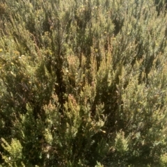 Bossiaea foliosa (Leafy Bossiaea) at Kosciuszko National Park - 24 Feb 2023 by mahargiani