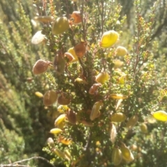 Bossiaea foliosa at Wilsons Valley, NSW - 25 Feb 2023