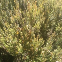 Bossiaea foliosa at Wilsons Valley, NSW - 25 Feb 2023