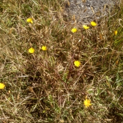 Picris angustifolia subsp. merxmuelleri at Kosciuszko National Park - 24 Feb 2023 by mahargiani