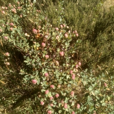 Pimelea ligustrina subsp. ciliata at Kosciuszko National Park, NSW - 24 Feb 2023 by mahargiani