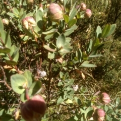 Pimelea ligustrina subsp. ciliata at Kosciuszko National Park, NSW - 25 Feb 2023