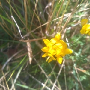 Lotus corniculatus at Wilsons Valley, NSW - 25 Feb 2023 11:12 AM