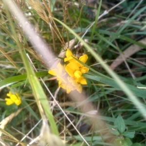 Lotus corniculatus at Wilsons Valley, NSW - 25 Feb 2023 11:12 AM