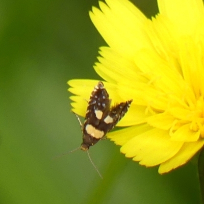 Glyphipterix chrysoplanetis (A Sedge Moth) at Braemar, NSW - 26 Feb 2023 by Curiosity