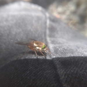 Scaptia sp. (genus) at Wilsons Valley, NSW - 25 Feb 2023