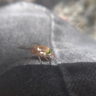 Scaptia sp. (genus) (March fly) at Kosciuszko National Park - 25 Feb 2023 by mahargiani