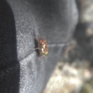 Scaptia sp. (genus) at Wilsons Valley, NSW - 25 Feb 2023