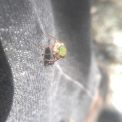 Scaptia sp. (genus) at Wilsons Valley, NSW - 25 Feb 2023