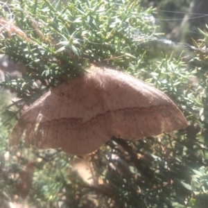 Anthela nicothoe at Wilsons Valley, NSW - 25 Feb 2023