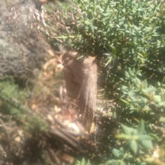 Anthela nicothoe at Wilsons Valley, NSW - 25 Feb 2023