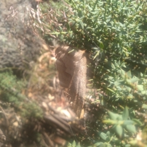 Anthela nicothoe at Wilsons Valley, NSW - 25 Feb 2023 02:48 PM