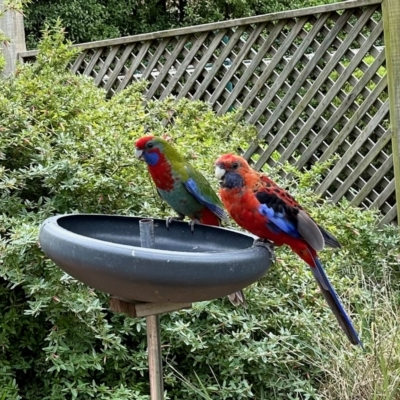 Platycercus elegans (Crimson Rosella) at Aranda, ACT - 22 Feb 2023 by KMcCue