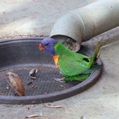 Trichoglossus moluccanus (Rainbow Lorikeet) at Aranda, ACT - 23 Feb 2023 by KMcCue