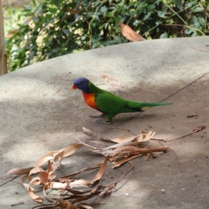 Trichoglossus moluccanus at Aranda, ACT - 23 Feb 2023