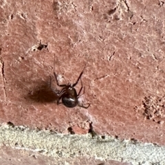 Steatoda capensis (South African cupboard spider) at Aranda, ACT - 23 Feb 2023 by KMcCue