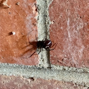 Steatoda capensis at Aranda, ACT - 23 Feb 2023