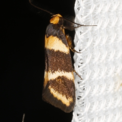Cosmaresta callichrysa (Wingia Group) at O'Connor, ACT - 25 Feb 2023 by ibaird
