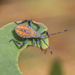 Amorbus alternatus (Eucalyptus Tip Bug) at O'Connor, ACT - 16 Jan 2023 by ConBoekel
