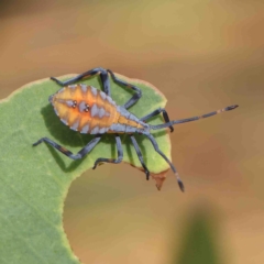 Amorbus alternatus (Eucalyptus Tip Bug) at O'Connor, ACT - 15 Jan 2023 by ConBoekel