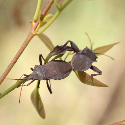 Amorbus sp. (genus) (Eucalyptus Tip bug) at O'Connor, ACT - 15 Jan 2023 by ConBoekel