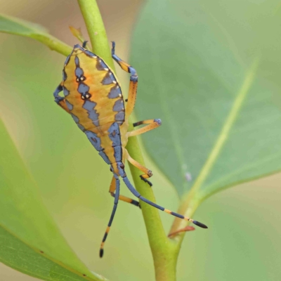 Amorbus alternatus (Eucalyptus Tip Bug) at O'Connor, ACT - 16 Jan 2023 by ConBoekel
