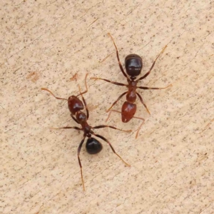 Papyrius sp. (genus) at O'Connor, ACT - 16 Jan 2023