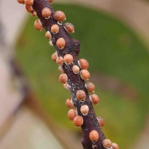 Eriococcus coriaceus at O'Connor, ACT - 16 Jan 2023