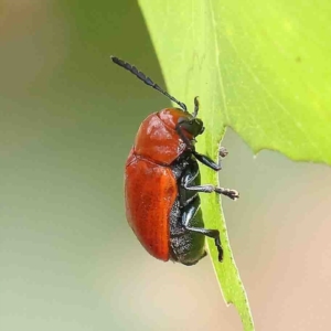 Aporocera (Aporocera) haematodes at O'Connor, ACT - 16 Jan 2023