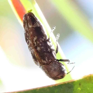 Diphucrania marmorata at O'Connor, ACT - 16 Jan 2023 09:48 AM