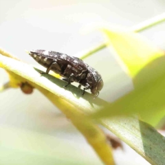 Diphucrania marmorata at O'Connor, ACT - 16 Jan 2023 09:48 AM