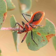 Gminatus australis (Orange assassin bug) at O'Connor, ACT - 15 Jan 2023 by ConBoekel