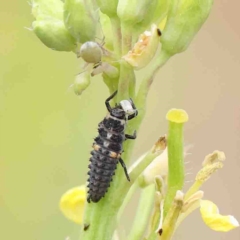 Harmonia conformis (Common Spotted Ladybird) at O'Connor, ACT - 15 Jan 2023 by ConBoekel