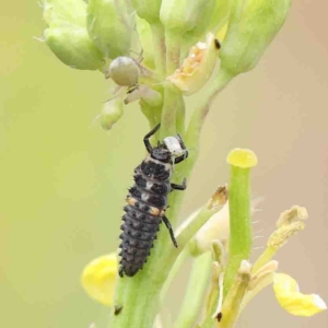 Harmonia conformis at O'Connor, ACT - 16 Jan 2023