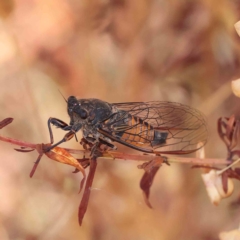 Yoyetta australicta (Southern Ticking Ambertail) at O'Connor, ACT - 16 Jan 2023 by ConBoekel