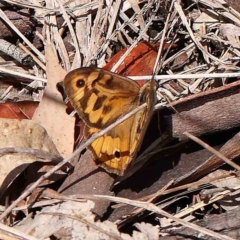 Heteronympha merope (Common Brown Butterfly) at Dryandra St Woodland - 16 Jan 2023 by ConBoekel