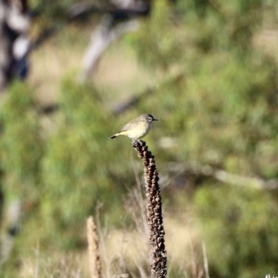 Acanthiza chrysorrhoa (Yellow-rumped Thornbill) at Booth, ACT - 26 Feb 2023 by KMcCue