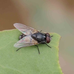 Musca sp. (genus) (Fly) at Dryandra St Woodland - 16 Jan 2023 by ConBoekel