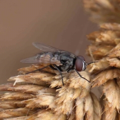 Musca sp. (genus) (Fly) at Dryandra St Woodland - 16 Jan 2023 by ConBoekel