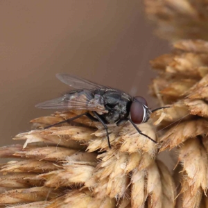 Musca sp. (genus) at O'Connor, ACT - 16 Jan 2023