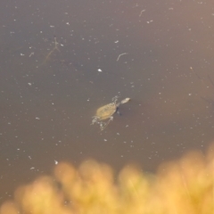 Chelodina longicollis (Eastern Long-necked Turtle) at Namadgi National Park - 24 Feb 2023 by KMcCue