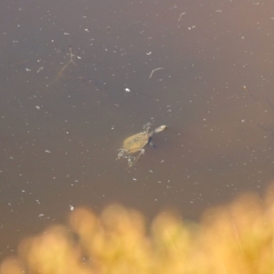 Chelodina longicollis at Booth, ACT - 25 Feb 2023 08:10 AM