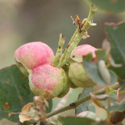 Chalcidoidea (superfamily) (A gall wasp or Chalcid wasp) at O'Connor, ACT - 15 Jan 2023 by ConBoekel