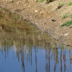Rhipidura leucophrys (Willie Wagtail) at Booth, ACT - 25 Feb 2023 by KMcCue