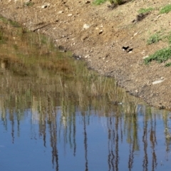 Rhipidura leucophrys (Willie Wagtail) at Booth, ACT - 24 Feb 2023 by KMcCue