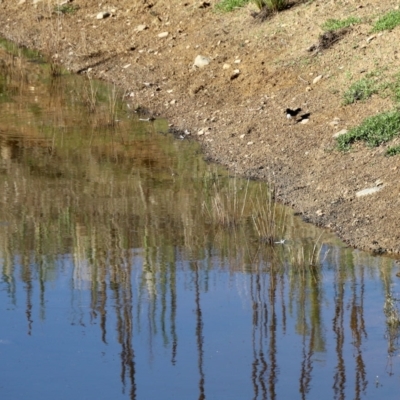 Rhipidura leucophrys (Willie Wagtail) at Booth, ACT - 25 Feb 2023 by KMcCue