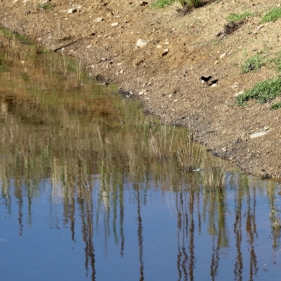 Rhipidura leucophrys (Willie Wagtail) at Namadgi National Park - 24 Feb 2023 by KMcCue